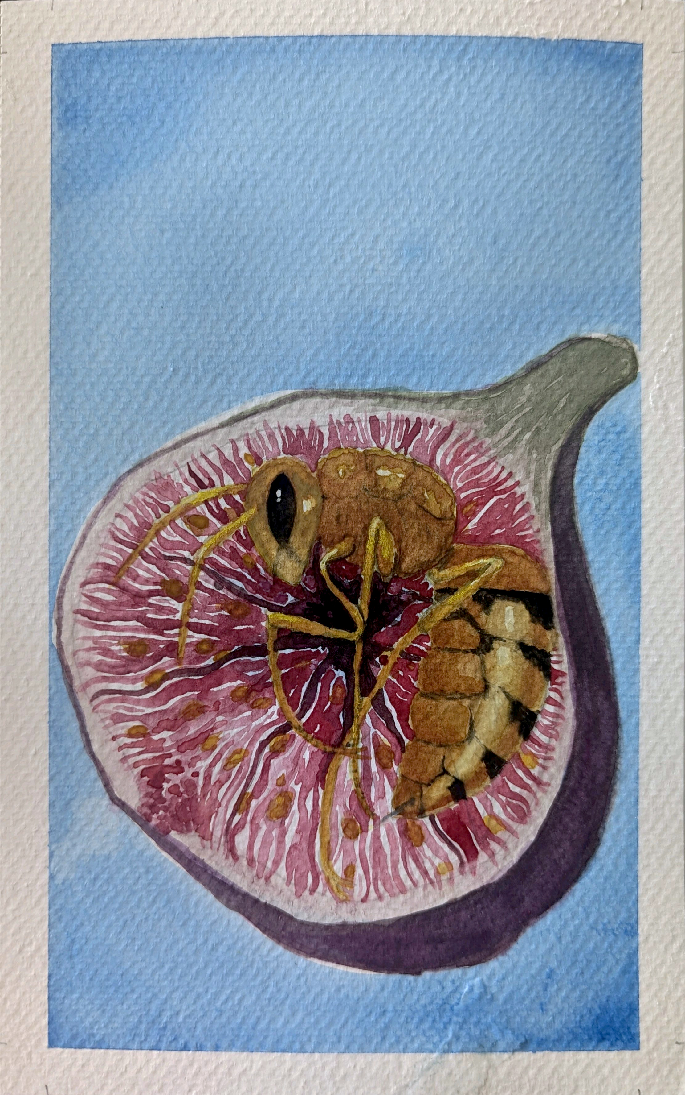 fig in a wasp